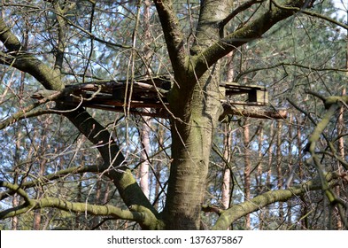 Pallet In A Tree As Fundamental Of A Treehouse Yet To Build