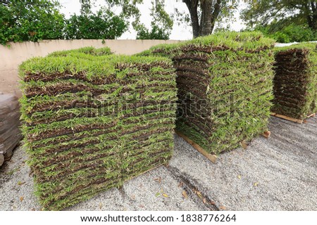 Pallets of St. Augustine sod waiting to be sold at a local garden center. 