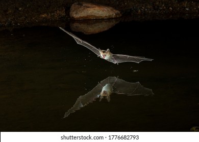 Pallid Bat, Antrozous pallidus, feeding, Arizona, United States, North America - Shutterstock ID 1776682793