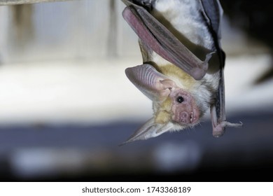 Pallid Bat hanging upside down - Shutterstock ID 1743368189