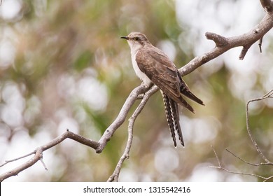 Pallid Cuckoo Cacomantis pallidus on Bruny Island, Tasmania, Australia - Shutterstock ID 1315542416