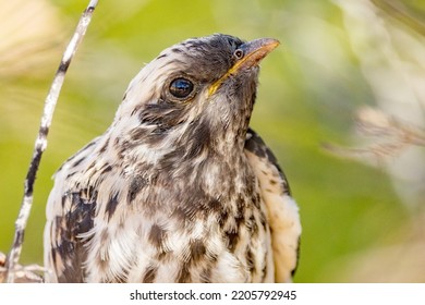 Pallid Cuckoo Chick in South Australia - Shutterstock ID 2205792945