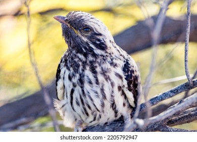 Pallid Cuckoo Chick in South Australia - Shutterstock ID 2205792947