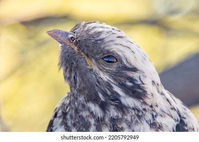 Pallid Cuckoo Chick in South Australia - Shutterstock ID 2205792949