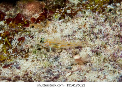 Pallid Goby (Coryphopterus Eidolon)