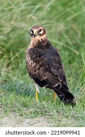 A Pallid Harrier Bird In Roosting