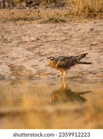 pallid harrier or Circus macrourus closeup or portrait with reflection in water with face expression quenching thirst near waterhole at tal chhapar sanctuary rajasthan india asia - Shutterstock ID 2359912223