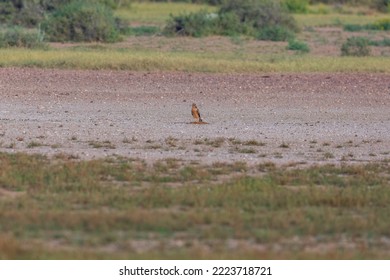 pallid harrier (Circus macrourus) at Desert National Park, Jaisalmer, Rajasthan, India - Shutterstock ID 2223718721
