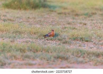 pallid harrier (Circus macrourus) at Desert National Park, Jaisalmer, Rajasthan, India - Shutterstock ID 2223718727