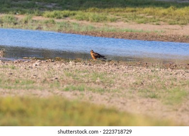 pallid harrier (Circus macrourus) at Desert National Park, Jaisalmer, Rajasthan, India - Shutterstock ID 2223718729