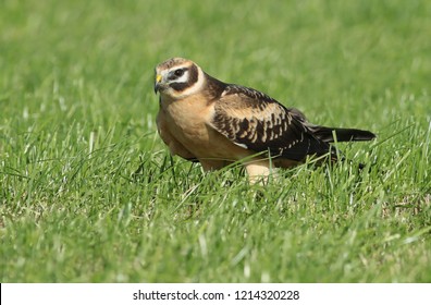 Pallid harrier (Circus macrourus) immature female standing in a Dutch meadow, seen from the side. - Shutterstock ID 1214320228
