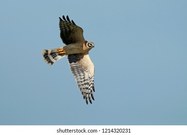 Pallid harrier (Circus macrourus), immature female in flight seen from the side showing under wing. - Shutterstock ID 1214320231