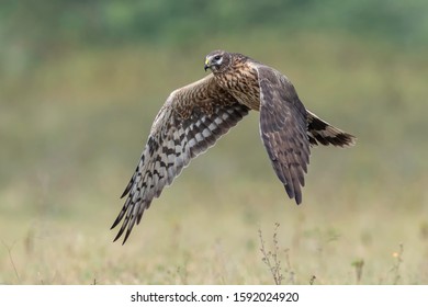 Pallid Harrier in flight mode - Shutterstock ID 1592024920