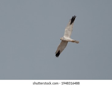 Pallid harrier flying at Hamala area, Bahrain - Shutterstock ID 1948316488