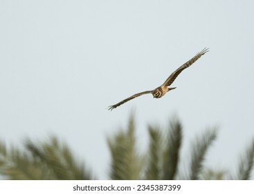 Pallid harrier flying at Hamala area, Bahrain - Shutterstock ID 2345387399