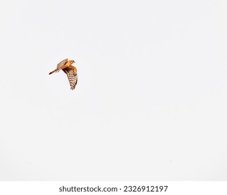 A Pallid Harrier flying in sky with wings down - Shutterstock ID 2326912197