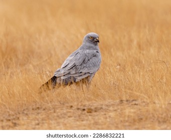 Pallid Harrier in the Grasslands.. - Shutterstock ID 2286832221