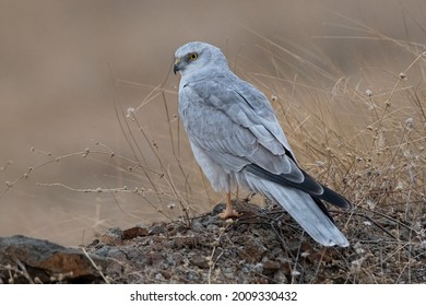 Pallid Harrier male perched on a rock in late evening. - Shutterstock ID 2009330432