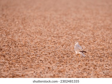 A pallid harrier roosting on the ground on parched ground inside Wild ass sanctuary in lesser rann of kutch in Gujarat - Shutterstock ID 2302481335