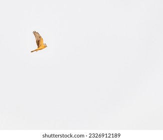A pallid Harrier with its wings high in sky - Shutterstock ID 2326912189
