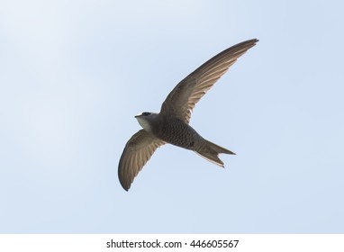 Pallid Swift