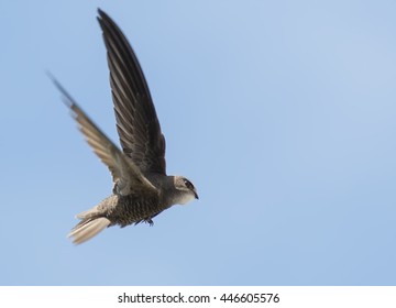 Pallid Swift