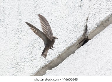 Pallid Swift