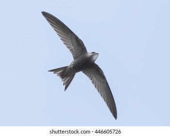 Pallid Swift