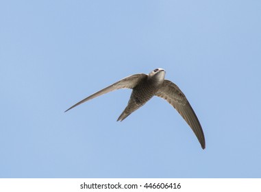 Pallid Swift