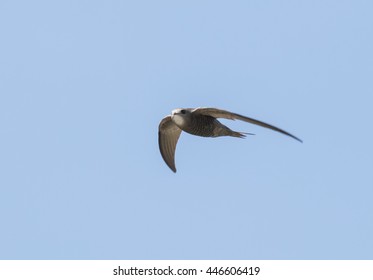 Pallid Swift