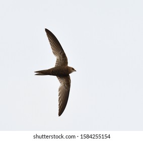 Pallid Swift (Apus pallidus) in flight during autumn in northern Spain. - Shutterstock ID 1584255154