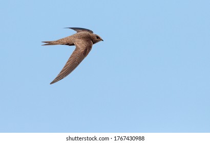Pallid Swift (Apus pallidus) in flight in Spain. - Shutterstock ID 1767430988