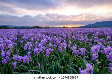 Field Of Irises Images Stock Photos Vectors Shutterstock