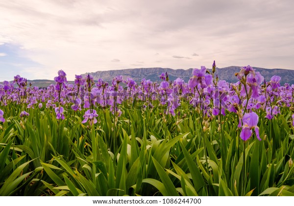 Pallida Iris Field Provence France Sunset Stock Photo Edit Now