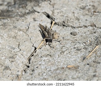 Pallid-winged Grasshopper (Trimerotropis pallidipennis) insect - Shutterstock ID 2211622945