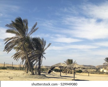 Palm