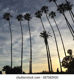 Palm