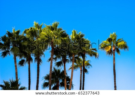 Palm