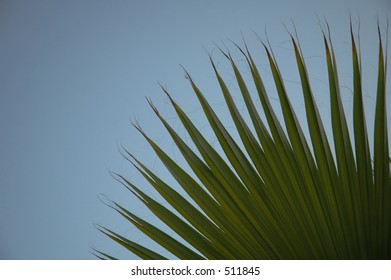 Palm Abstract1