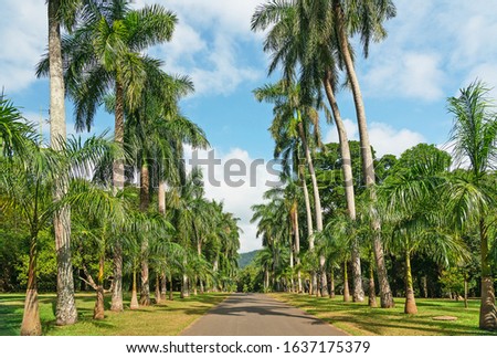 Palm alley, Sri Lanka, natural green landscape with tropical tree. Royal Botanical Gardens, Peradeniya, Kandy.