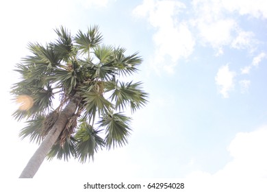 Palm backdrop of sky and clouds.