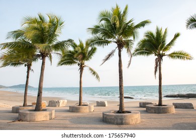  palm background
