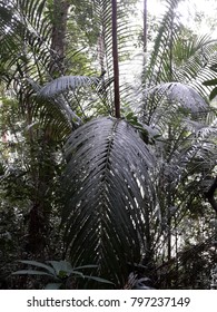 palm branches in the forest