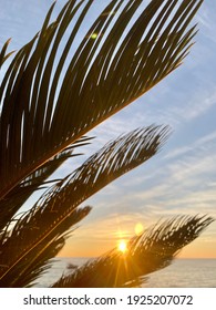 Palm Branches Hang Over The Sea Surface At Sunset.