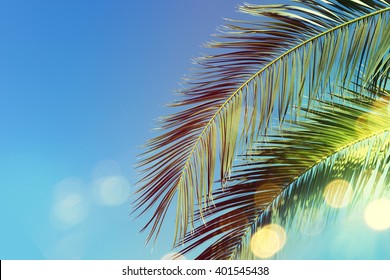 Palm Branches On A Bright Blue Sky.