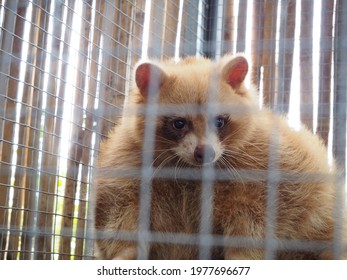 A Palm Civet In A Cage