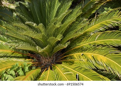 palm close up