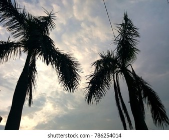 Palm and clouds
