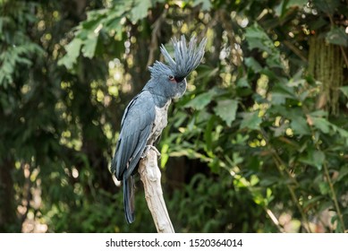 46 Cockatoo to cape york peninsula Images, Stock Photos & Vectors ...