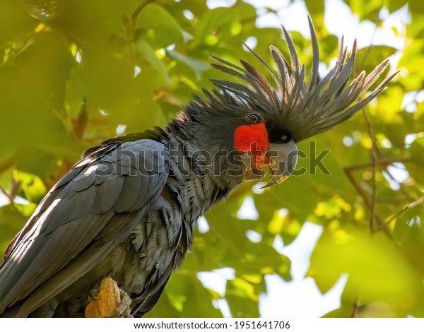 Palm Cockatoo,\
Weipa, Cape York\
Queensland